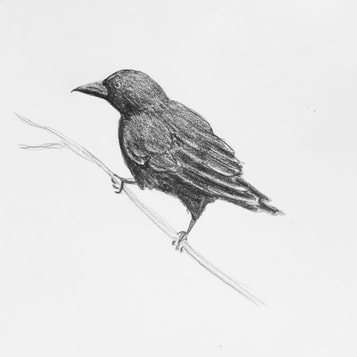 Crow pencil sketch - Margeaux Davis 2018