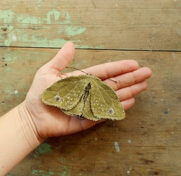 Moth by Willowynn