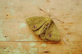 Moth soft sculpture by Willowynn