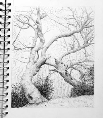 Eucalyptus trees sketch - Margeaux Davis 2018